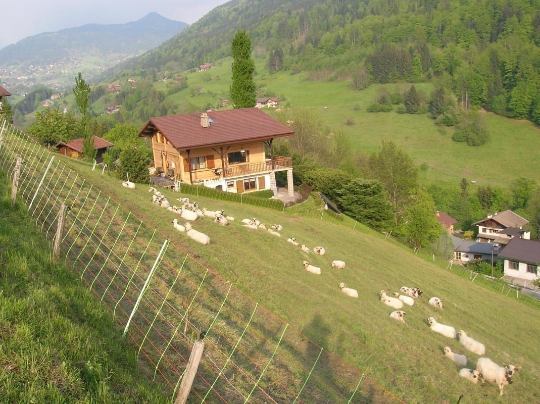 Un peu de compagnie : les moutons sont arriv&eacute;s