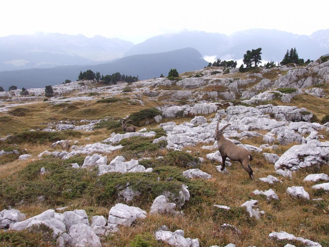 En partant &agrave; pieds du gite ,vous serez en quelques heures de marche &agrave; 2000 m d'altitude sur la montagne de Soudine riche d'une flore et d'une faune vari&eacute;e et abondante dans un paysage &eacute;poustouflant.