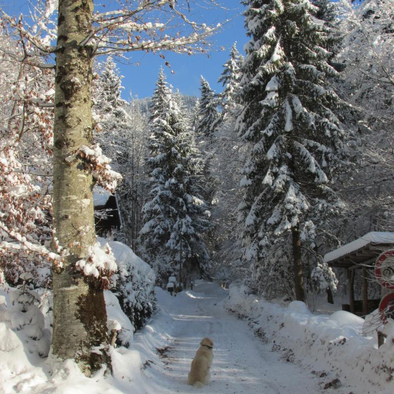 Le sentier de d&eacute;couverte qui part du chalet