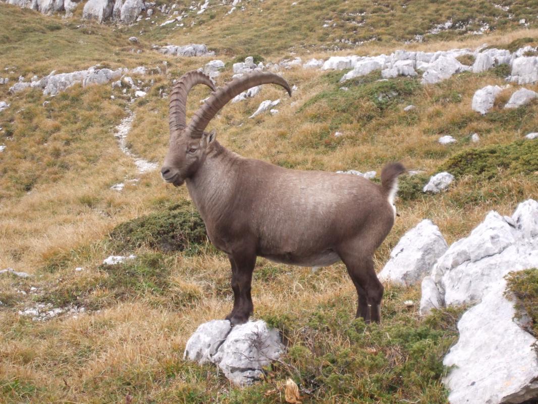 Si vous savez &ecirc;tre discret, vous pourrez presque toucher le roi des falaises,le bouquetin. Ici un m&acirc;le qui attend les &eacute;tagnes...( Femelles plus petites en taille et aux cornes nettement plus r&eacute;duites.)
