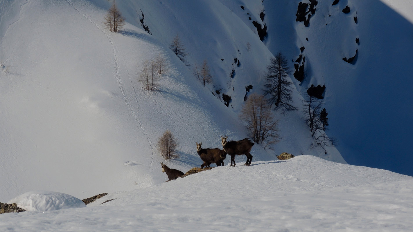 paysages d'hiver